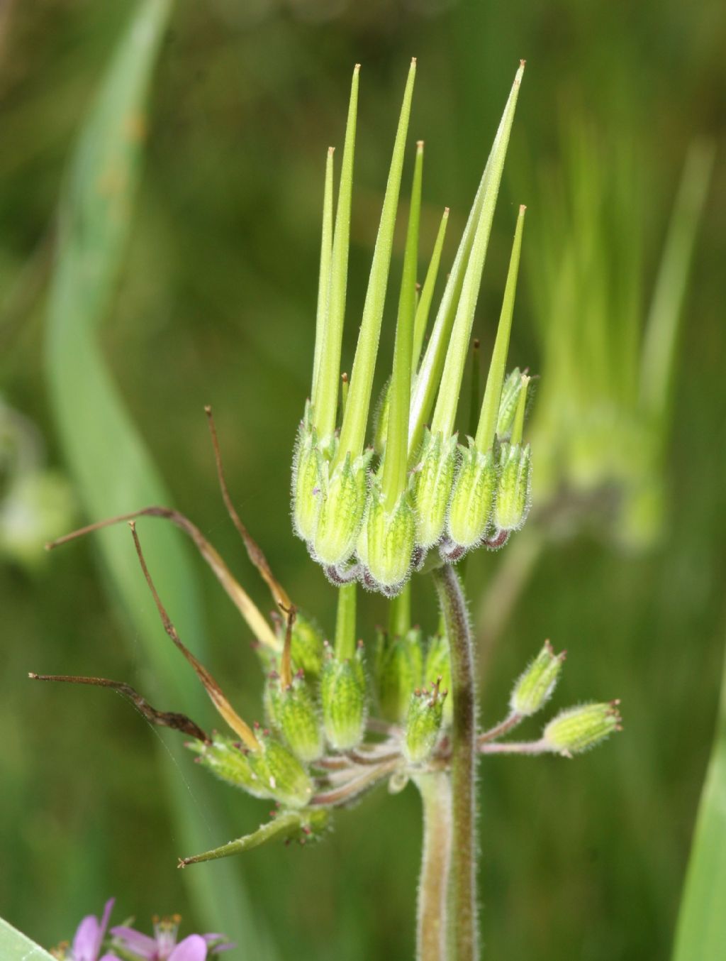 Geranium ?  No,  Erodium sp.